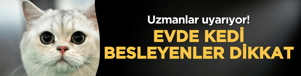 Evde kedi besleyenler dikkat! Uzmanlar uyarıyor