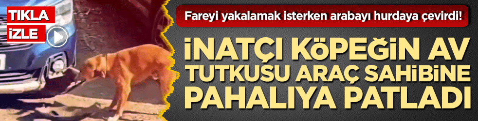 Fareyi yakalamak isterken arabayı hurdaya çevirdi! İnatçı köpeğin av tutkusu araç sahibine pahalıya patladı!
