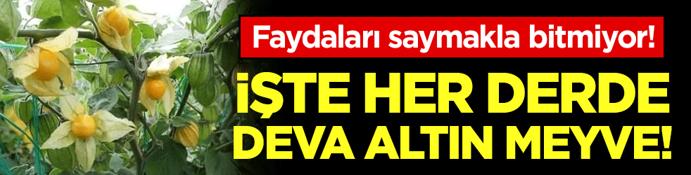 Faydaları saymakla bitmiyor: İşte her derde deva altın meyve!