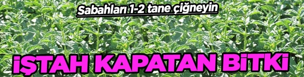 Ferah bir nefes... İştah kapatan bitki: Sabahları 1-2 tane çiğneyin