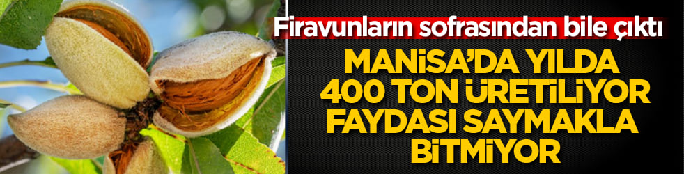 Firavunların sofrasından bile çıktı! Manisa’da yılda 400 ton üretiliyor, faydası saymakla bitmiyor