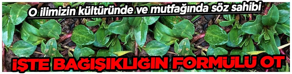 Fiyatı 200 TL'ye kadar çıkıyor... Bağışıklığın formülü ot: Kilosu 200 liradan, sindirim dostu