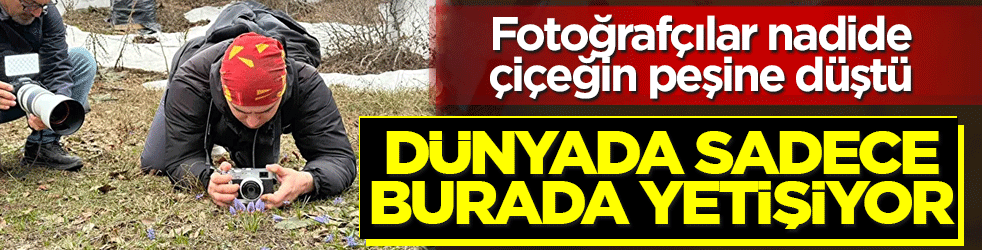 Fotoğrafçılar nadide çiçeğin peşine düştü: Dünyada sadece burada yetişiyor