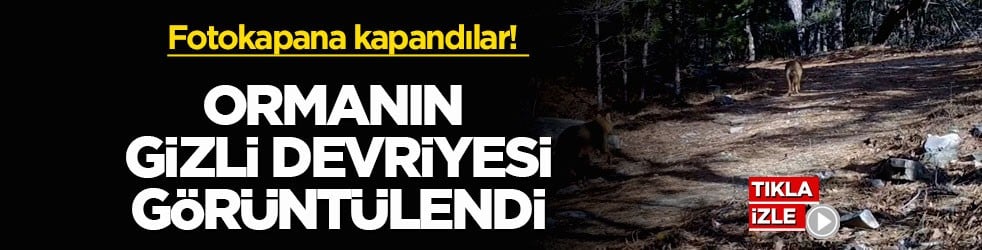 Fotokapana kapandılar! Ormanın gizli devriyesi görüntülendi