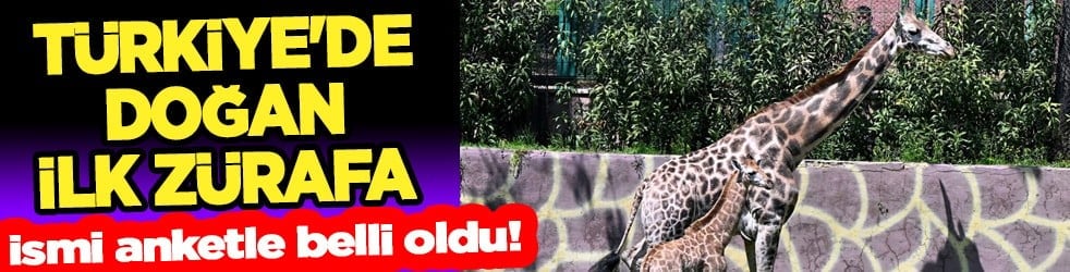 Gaziantep'te doğan ilk zürafanın ismi belli oldu: O isim bakın ne oluyor... 1,5 saat sonra doğdu!