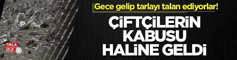 Gece gelip tarlayı talan ediyorlar! Çiftçilerin kabusu haline geldi