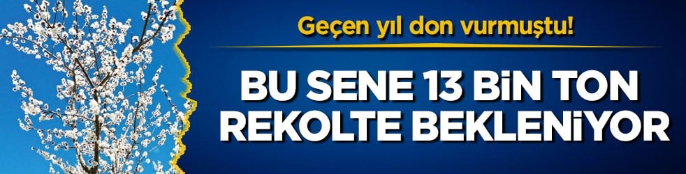 Geçen yıl don vurmuştu! Bu sene 13 bin ton rekolte bekleniyor