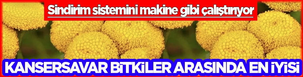 Geniş bir yelpazede destek: Karaciğeri tertemiz yapıyor, sindirim sistemini makine gibi çalıştırıyor