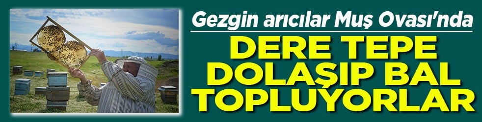 Gezgin arıcılar Muş Ovası'nda Dere tepe dolaşıp bal topluyorlar