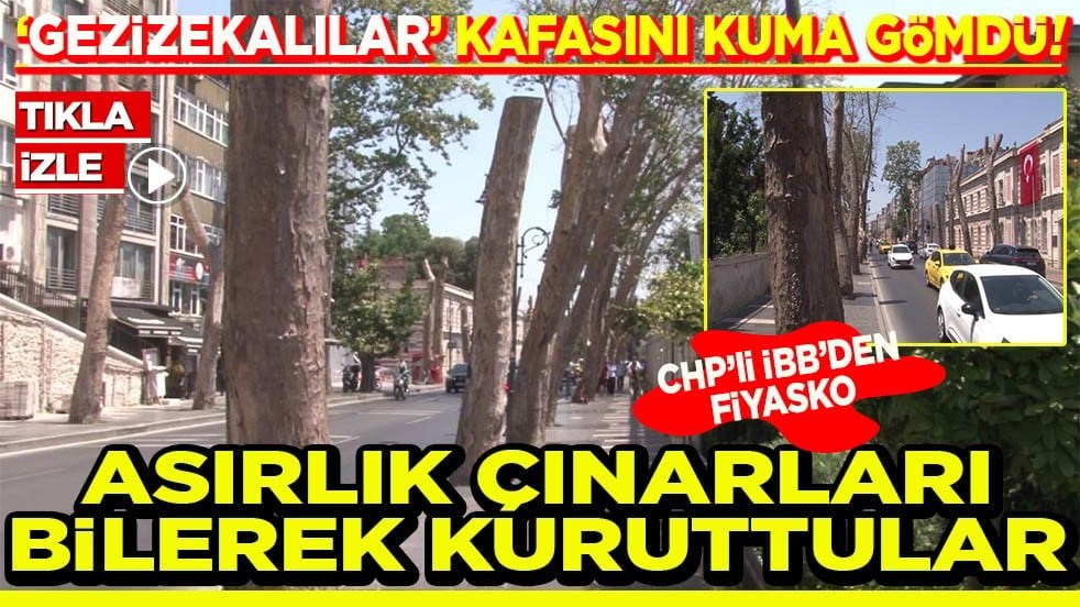 Gezizekalılar kafasını kuma gömdü! Asırlık çınarları bilerek kuruttular