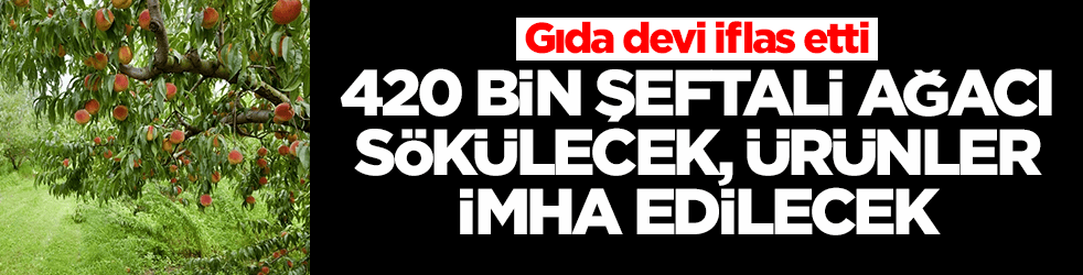 Gıda devi iflas etti: 420 bin şeftali ağacı sökülecek, tonlarca ürün imha edilecek