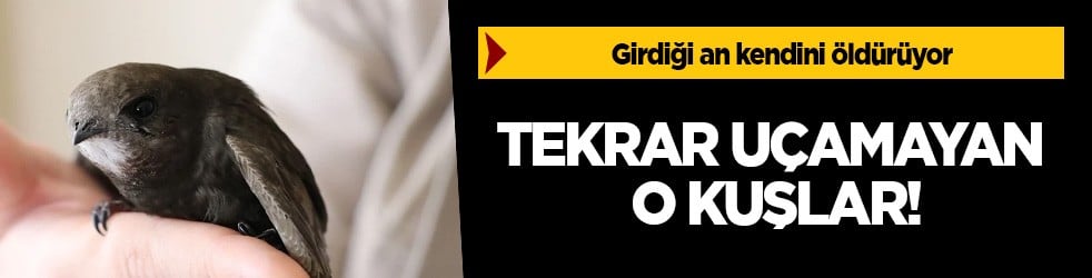 Girdiği an çok kolay kendini öldürüyor: Bu kuş özgürlüğüne öyle düşkün ki! İşte merak edilenler
