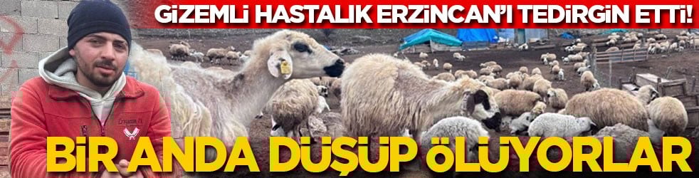 Gizemli hastalık Erzincan’ı korkuttu: Bir anda düşüp ölüyorlar!