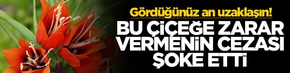 Gördüğünüz an uzaklaşın! Bu çiçeğe zarar vermenin cezası şoke etti