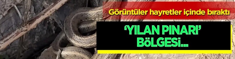 Görenler Brezilya 'Yılan Adası' zannediyor: İlk kez görenleri hayretler içerisinde bırakıyor