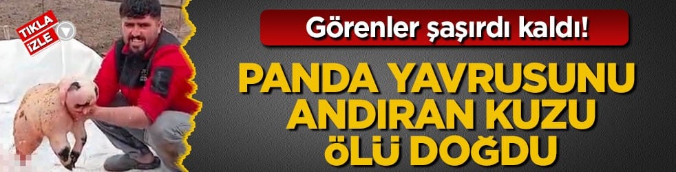 Görenler şaşırdı kaldı! Panda yavrusunu andıran kuzu ölü doğdu