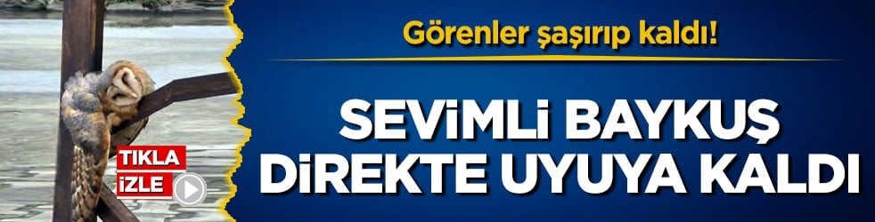 Görenler şaşırıp kaldı! Sevimli baykuş direkte uyuya kaldı