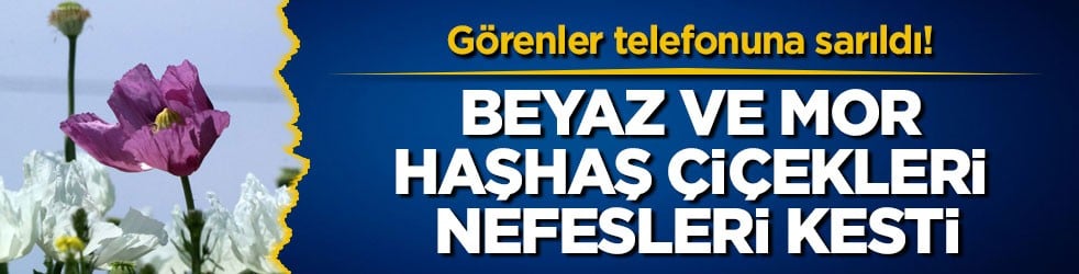 Görenler telefonuna sarıldı! Beyaz ve mor haşhaş çiçekleri nefesleri kesti