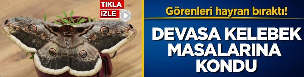 Görenleri hayran bıraktı! Devasa kelebek masalarına kondu