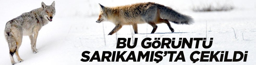 Görüntüler Sarıkamış'tan: Zorlu koşullarda hayatta kalma mücadelesi