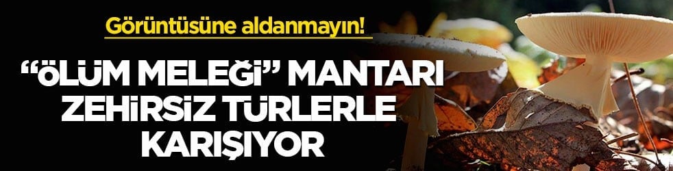 Görüntüsüne aldanmayın! "Ölüm meleği" mantarı zehirsiz türlerle karışıyor