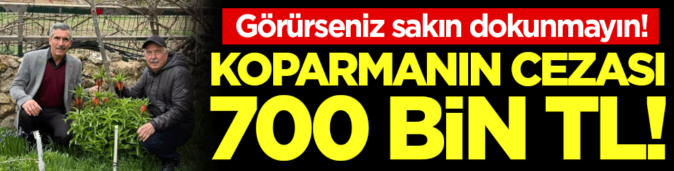 Görürseniz sakın dokunmayın: Koparmanın bedeli 700 bin TL