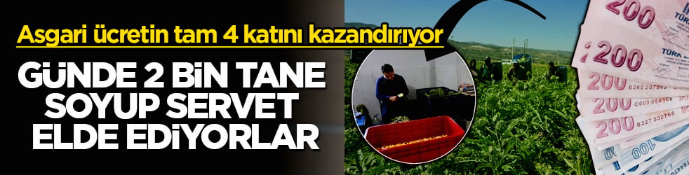 Günde 2 bin tane soyup servet elde ediyorlar: Asgari ücretin tam 4 katını kazandırıyor! İstanbul’u bırakıp akın akın oraya koştular