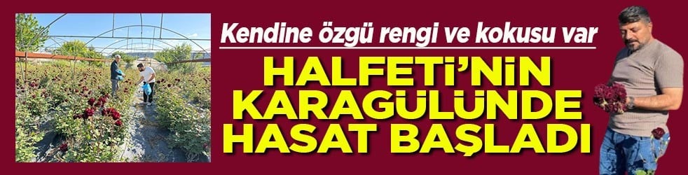 Halfeti’nin Karagülünde hasat başladı