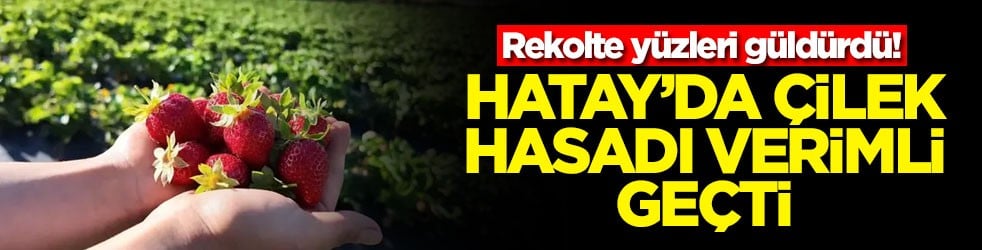Hatay’da çilek hasadı verimli geçti! Rekolte yüzleri güldürdü 