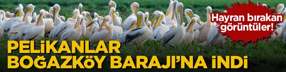 Hayran bırakan görüntüler! Pelikanlar Boğazköy Barajı’na indi