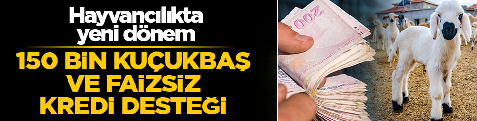 Hayvancılıkta 150 bin küçükbaş ve faizsiz kredi desteği başladı! İşte başvuru süreci ve şartları