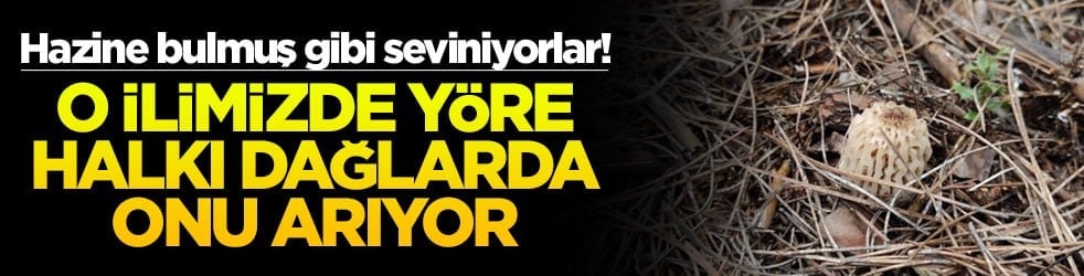 Hazine bulmuş gibi seviniyorlar! O ilimizde yöre halkı dağlarda onu arıyor