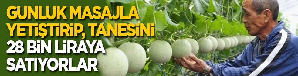 Her gün masaj yaparak yetiştiriyor, tanesini 28 bin liraya satıyorlar!