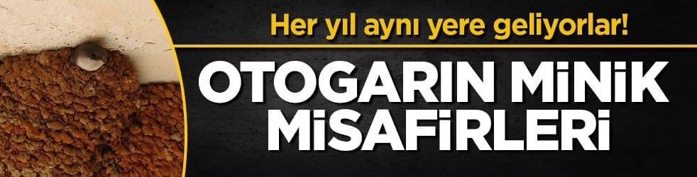 Her yıl aynı yere geliyorlar! Otogarın minik misafirleri