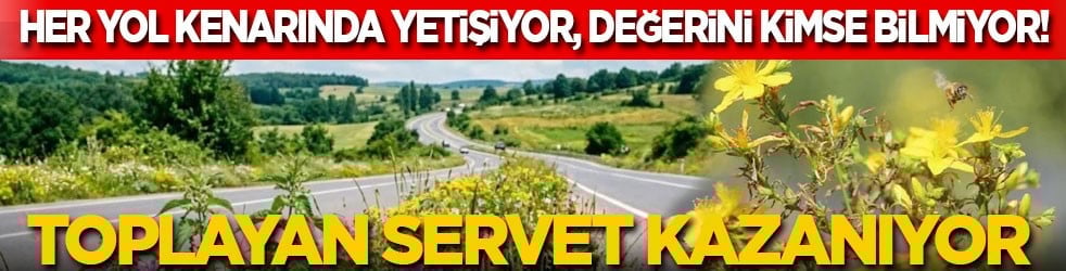 Her yol kenarında yetişiyor, değerini kimse bilmiyor: Toplayan servet kazanıyor
