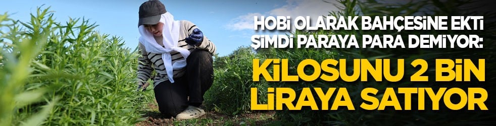 Hobi olarak bahçesine ekti, şimdi paraya para demiyor: Kilosunu 2 bin liraya satıyor