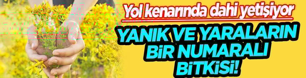 Hypericum perforatum: Yanık ve yaraların bir numaralı bitkisi! Yol kenarında dahi yetişiyor