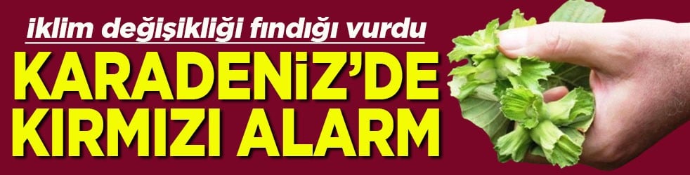 İklim değişikliği fındığı vurdu Karadeniz’de kırmızı alarm