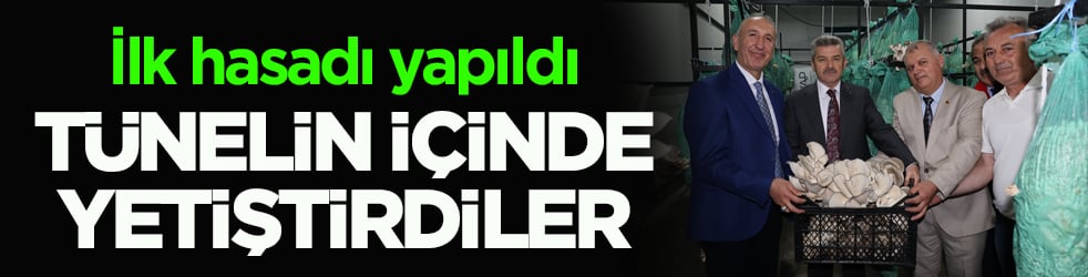 İlk hasadı yapıldı! Atıl tünelde istiridye mantarı yetiştirdiler