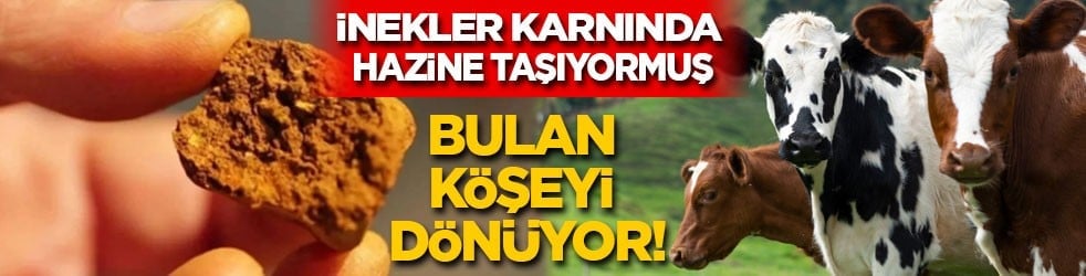 İnekler karnında hazine taşıyormuş: Bulan köşeyi dönüyor