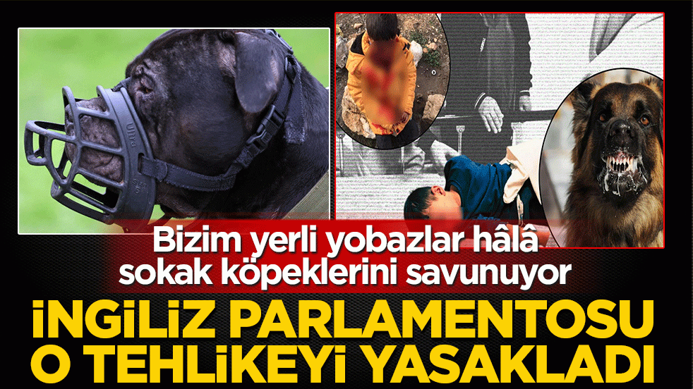 İngiliz parlamentosu o tehlikeyi yasakladı! Bizim yerli yobazlar hâlâ sokak köpeklerini savunuyor