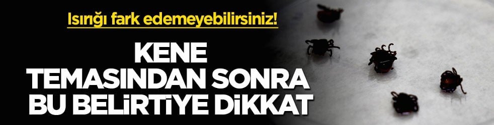 Isırığı fark edemeyebilirsiniz! Kene temasından sonra bu belirtiye dikkat