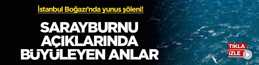 İstanbul Boğazı’nda yunus şöleni! Sarayburnu açıklarında büyüleyen anlar