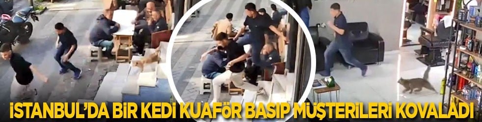 İstanbul'da bir kedi kuaför basıp müşterileri kovaladı