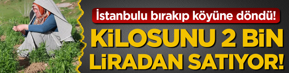 İstanbul'dan köyüne döndü! Kilosunu 2 bin liradan satıyor!