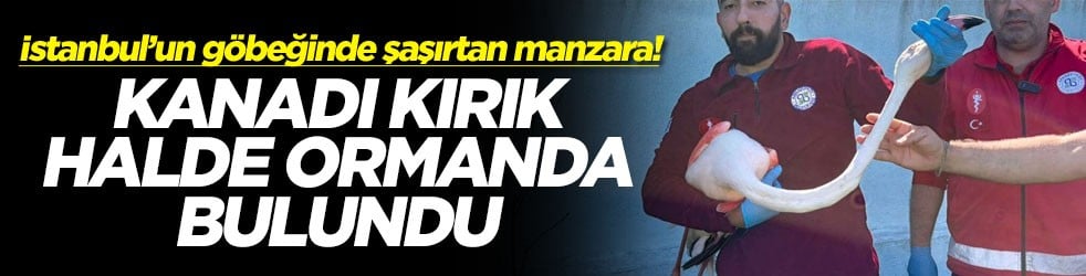 İstanbul’un göbeğinde şaşırtan manzara! Kanadı kırık halde ormanda bulundu
