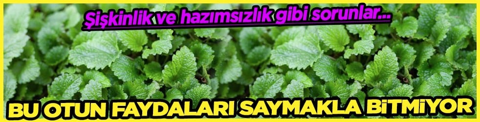 İşte oğul otunun o şifa saçan faydaları! Sivilce ve akne, mide-bağırsak sorunları...