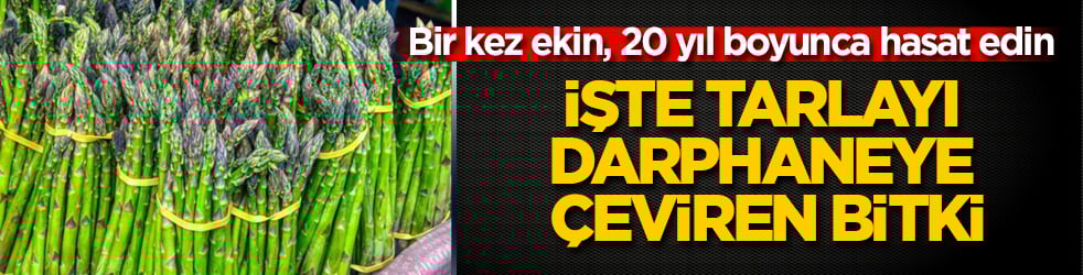 İşte tarlayı darphaneye çeviren bitki: Bir kez ekin, 20 yıl boyunca hasat edin