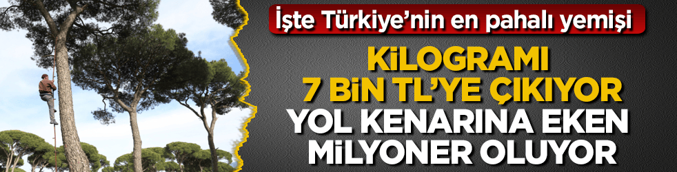 İşte Türkiye’nin en pahalı yemişi: Kilogramı 7 bin TL’ye çıkıyor, yol kenarına eken milyoner oluyor