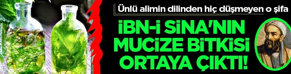 İşte ünlü alimin dilinden hiç düşmeyen o gıda deposu... İbn-i Sina'nın mucize bitkisi ortaya çıktı! 